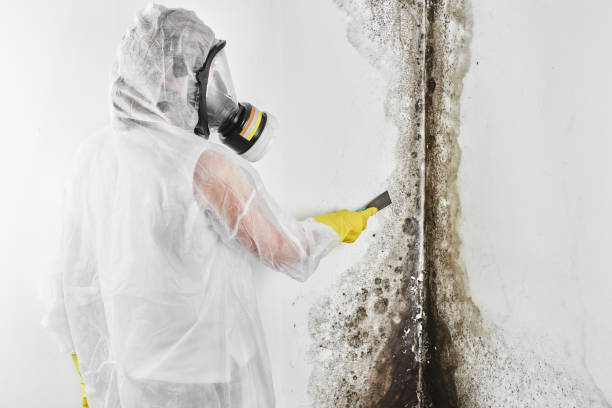 Best Fast Mold Removal  in Claymont, DE