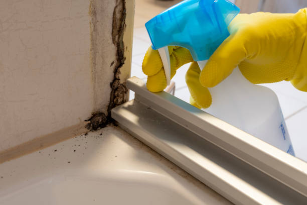 Professional Mold Removal in Claymont, DE