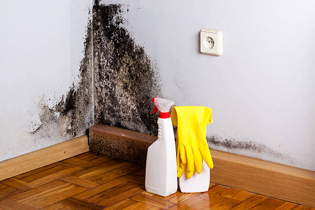 Best Professional Mold Removal  in Claymont, DE