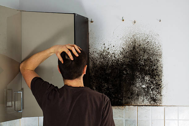 Best Mold Removal Company Near Me  in Claymont, DE