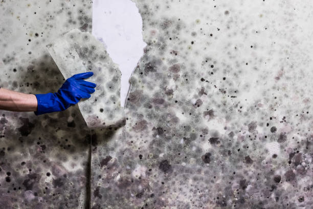 Best Mold Testing  in Claymont, DE