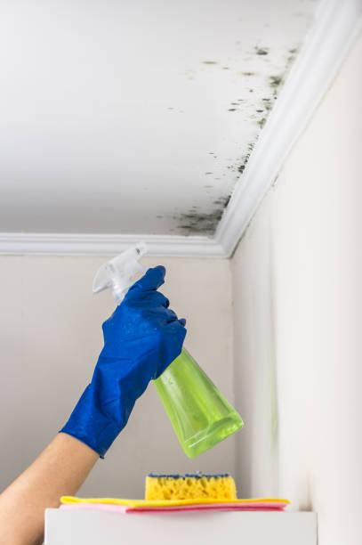 Best Affordable Mold Removal  in Claymont, DE