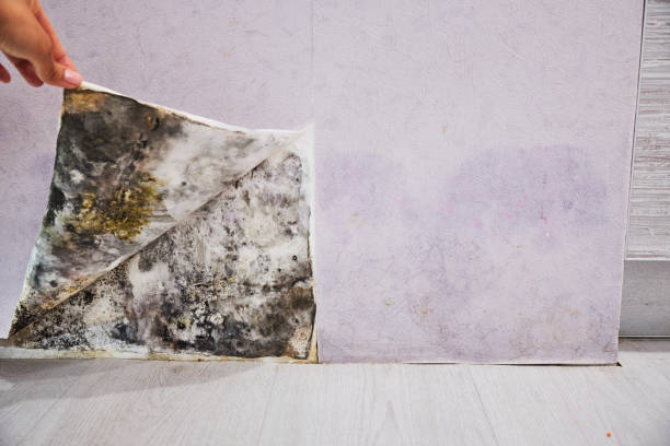 Best Black Mold Removal  in Claymont, DE